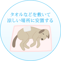 タオルなどを敷いて涼しい場所に安置する